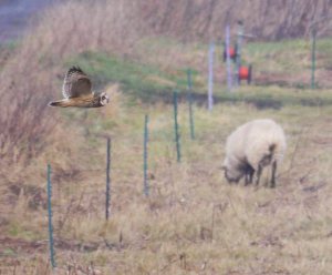 Short-eared Owl, Holme Fen