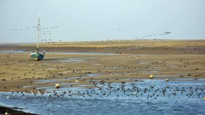 Wells next the Sea Brents