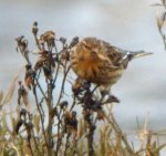 Twite