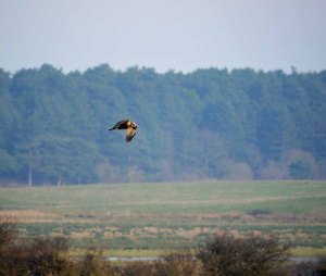 Marsh Harrier, Holkham