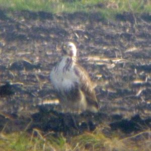 Rough-legged Buzzard