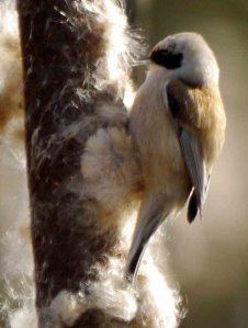 Penduline Tit, 2 Wondelgem, Ghent, Belgium