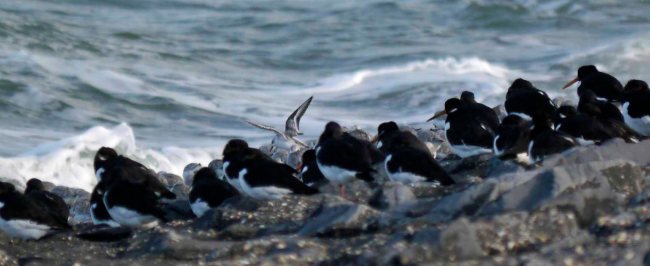 Sanderling and Oystercatcher