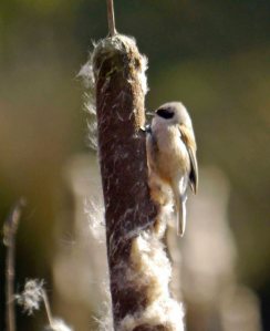 Penduline Tit, Wondelgem, Belgium, MJMcGill