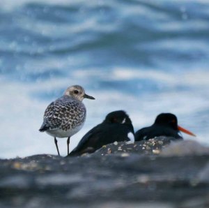 Grey Plover