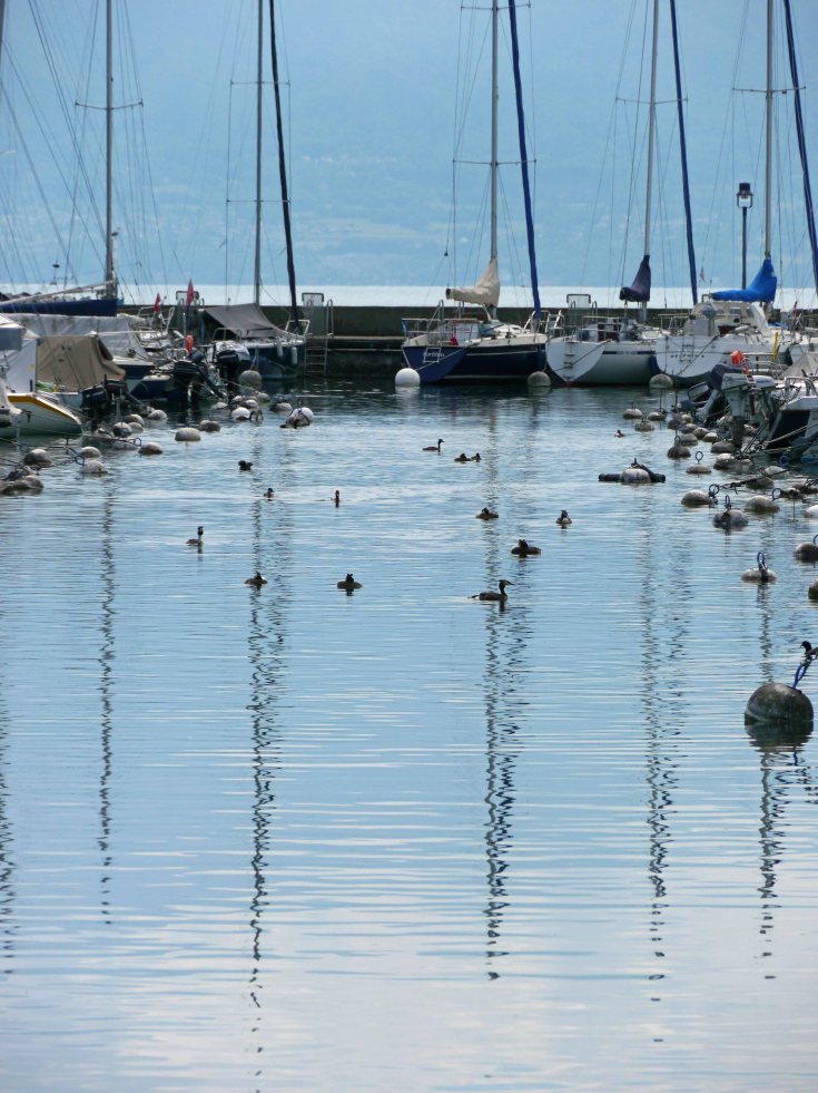 Great Crested Grebes and Red-crested Pochard, Ouchy Marina, Lake Geneva