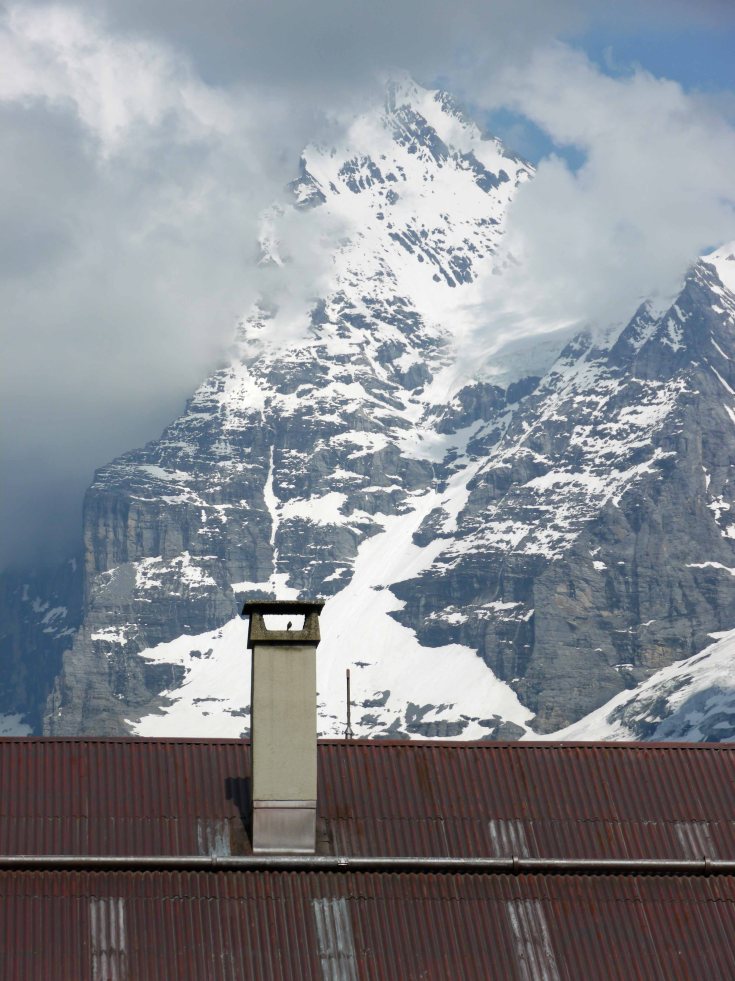 Black Redstart and the Eiger, Murren, Switzerland, MJMcGill