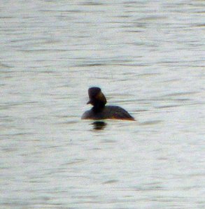 Black-necked Grebe