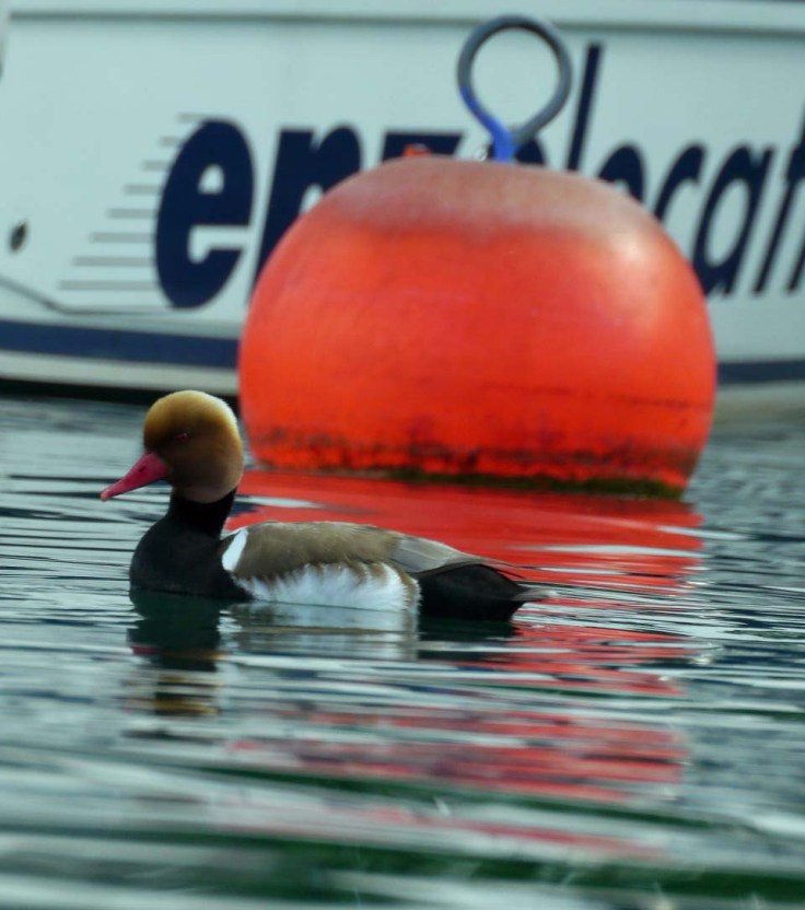 Red-crested Pochard, Ouchy, Lake Geneva, MJMcGill