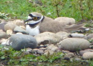 Little ringed Plover, Marsh Lane