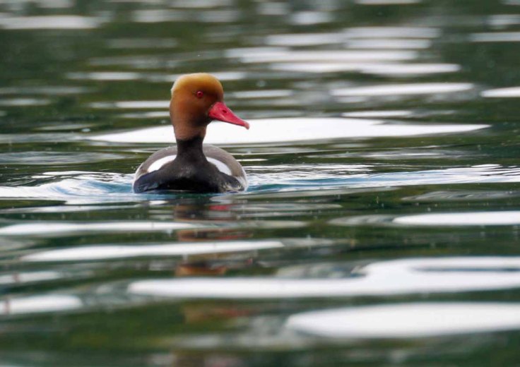 Red-crested Pochard, Lake Geneva, MJMcGill