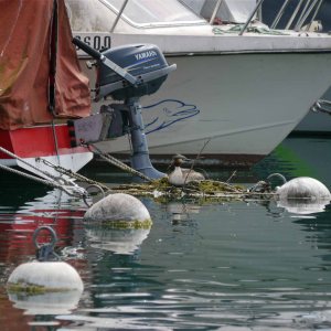 Great Crested Grebe, Lausanne Marina