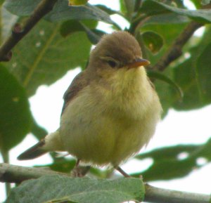 Melodious Warbler, Marsh Lane, 003, MJMcGill