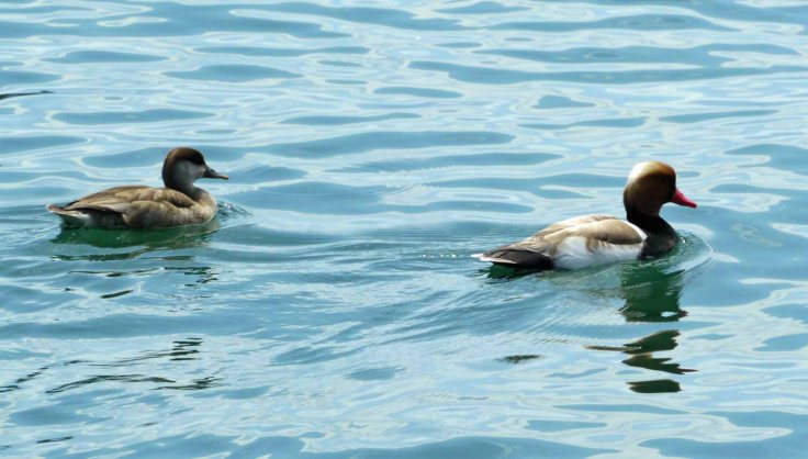 Red-crested Pochards, Lake Geneva, MJMcGill