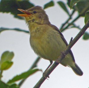 Melodious Warbler, Marsh Lane, Warks, 26-06-15, MJMcGill