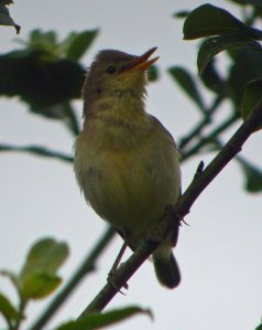 Melodious Warbler , MJMcGill