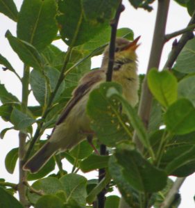 Melodious Warbler, Marsh Lane 2