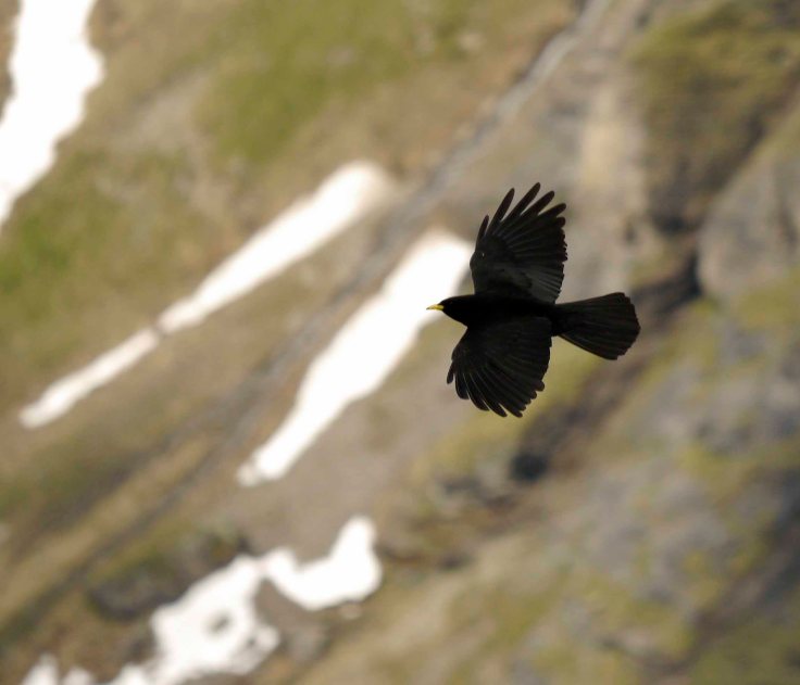 Alpine Chough, Shilthorn, Swiss Alps, MJMcGill