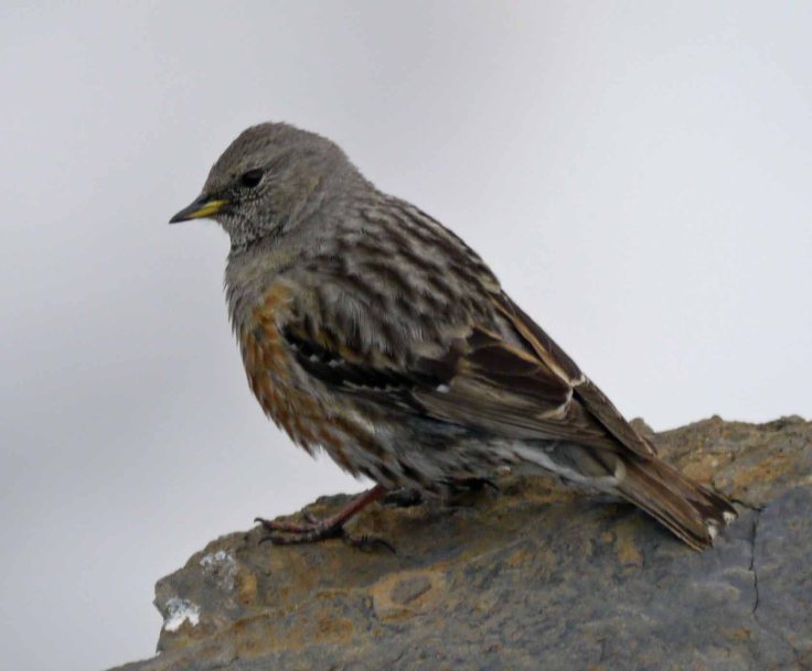 Alpine Accentor, Shilthorn, 003, MJMcGill