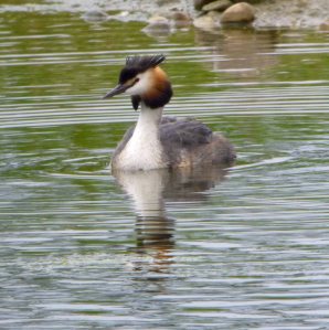 Great Crested Grebe
