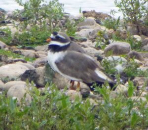 Ringed PLOVER