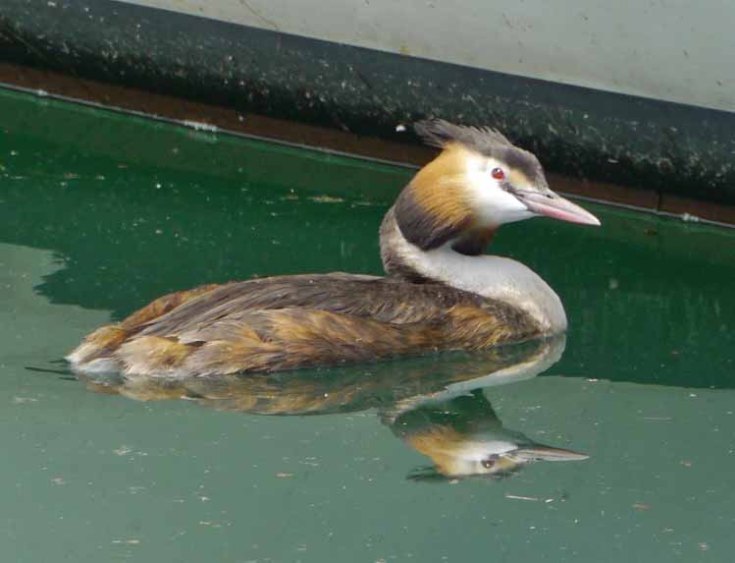 Great Crested Grebe, Ouchy Marina, Lake Geneva, MJMcGill