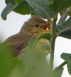 Melodious Warbler, MJMcGill