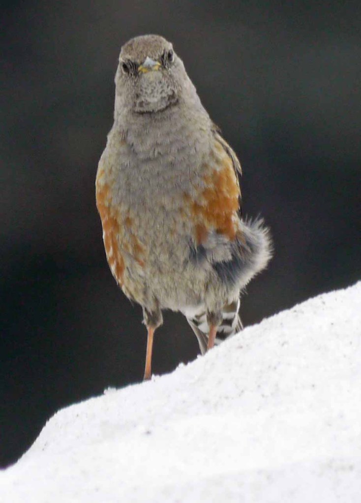 Alpine Accentor, Shilthorn, 002, MJMcGill