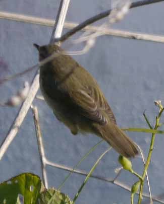 Blyth's Reed Warbler, L' Ile de Sein, MJMcGill 1