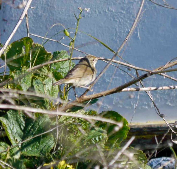 Blyth's Reed Warbler, L'Ile de Sein, MJMcGill