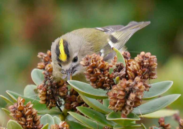 Goldcrest, L'Ile de Sein, MJMcGill
