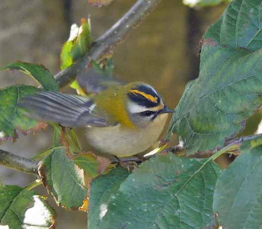 Firecrest, MJM
