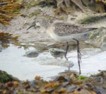 Curlew Sandpiper, Sein 2,