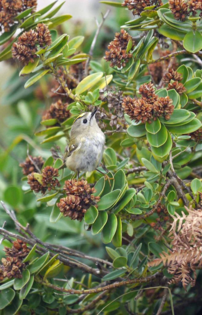Goldcrest, Sein, MJMcGill