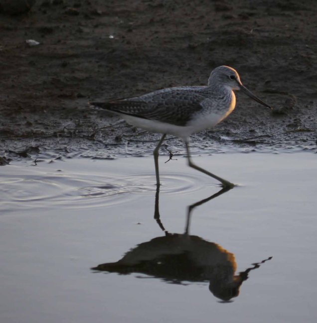 Greenshank at sunset, Frampton Marsh, MJMcGill