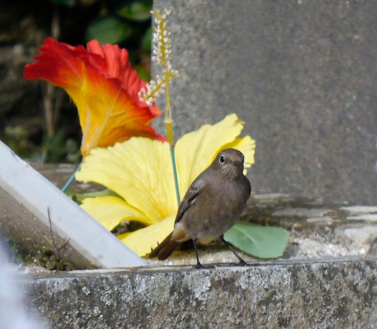 Black Redstart, Ile de Molene