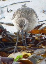 Curlew Sandpiper, Sein