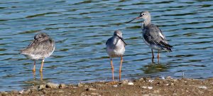 Spotted Redshanks, Gib Point, MJMcGill