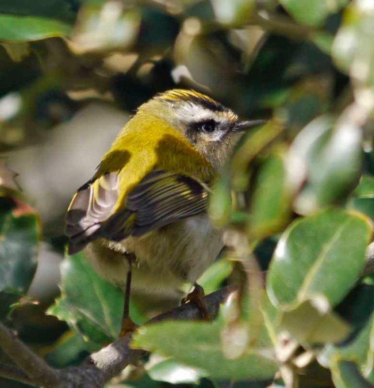 Firecrest, Sein, 2, MJMcGill