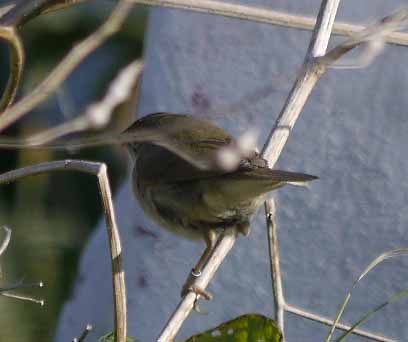 Blyth's Reed Warbler, L'Ile de Sein MJMcGill, 2