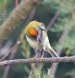 Firecrest, L'Ile de Sein, MJMcGill