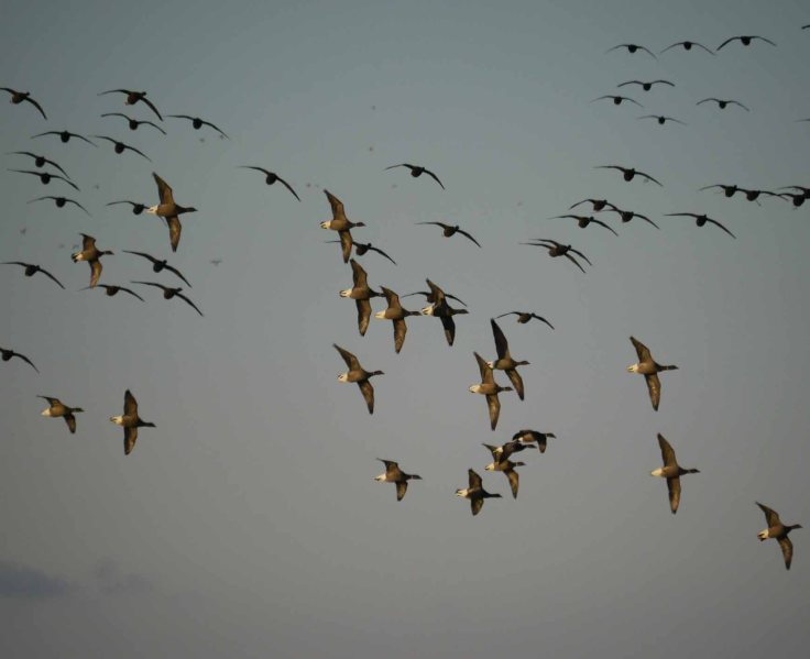 Dark-bellied Brents arriving, Frampton Marsh, MJMcGill