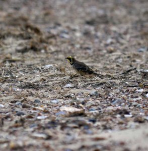 Shore Lark, Holme, MJMcGill