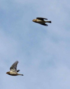 Snow Buntings, Cley