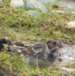Lapland Bunting, Blakeney, MJM
