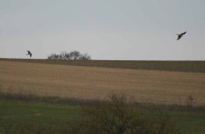 Pallid and Hen Harriers, Flitcham, MJMcGill