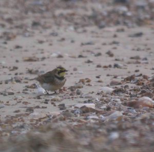 Shore Lark, Holme Dunes, MJMcGill