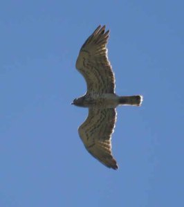 Short-toed Eagle, Cortes de la Frontera, MJMcGill