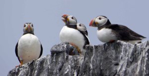 Puffins
