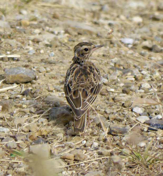 Woodlark, Grazalema, MJMcGill
